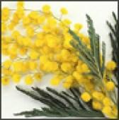 LINEA DONNA - Mimose